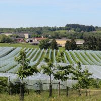 Panorama vu des vergers