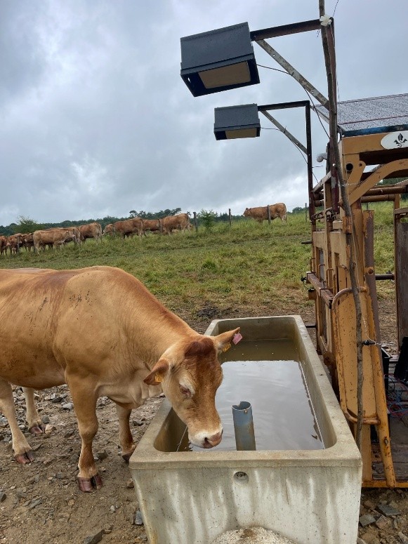 Image d'une vache en train de boire sous un abreuvoir connecté.